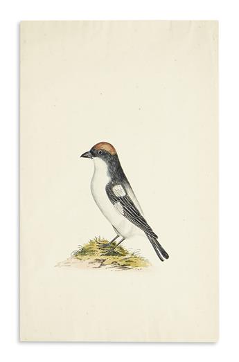 (BIRDS.) Continental School. Group of three ornithological drawings.